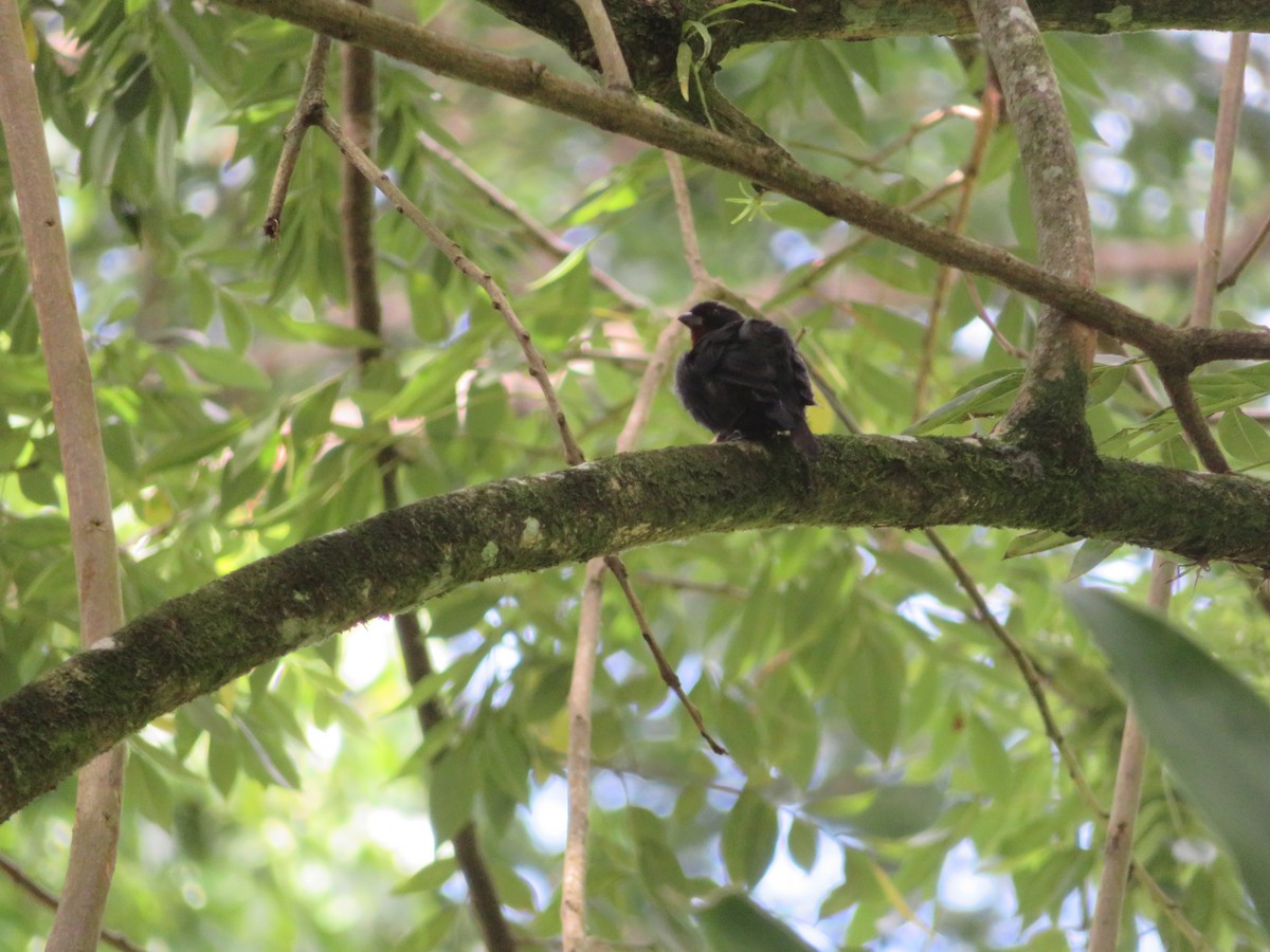 Lesser Antillean Bullfinch - ML641005159
