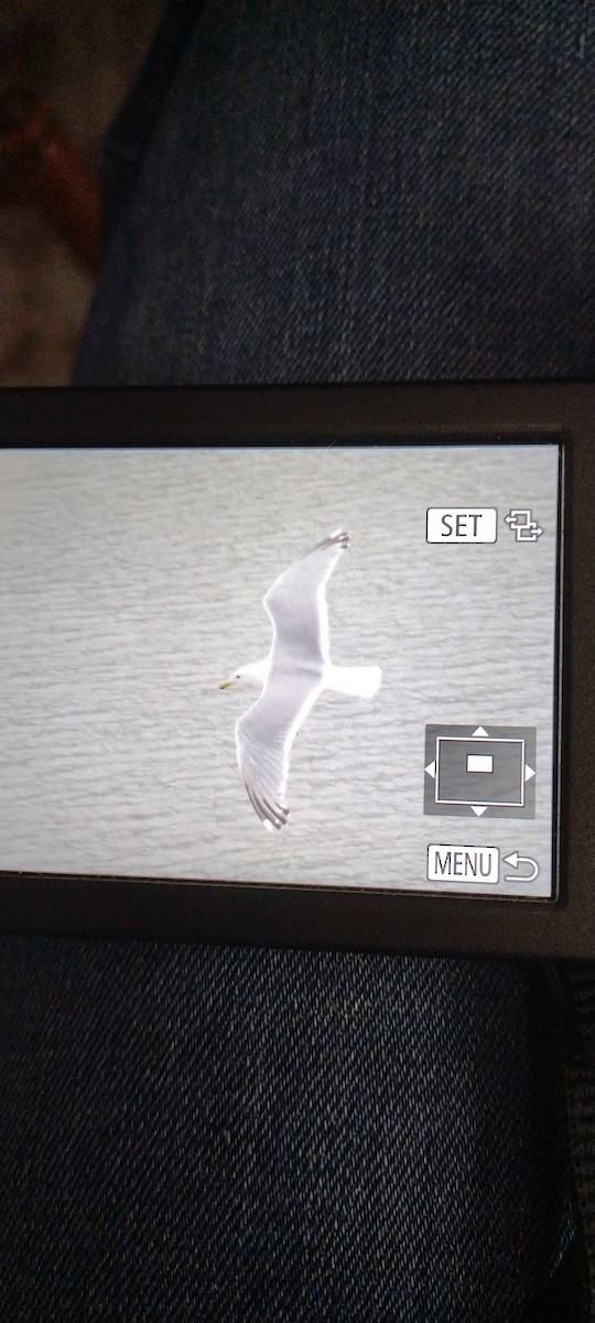 Glaucous-winged Gull - ML641005162
