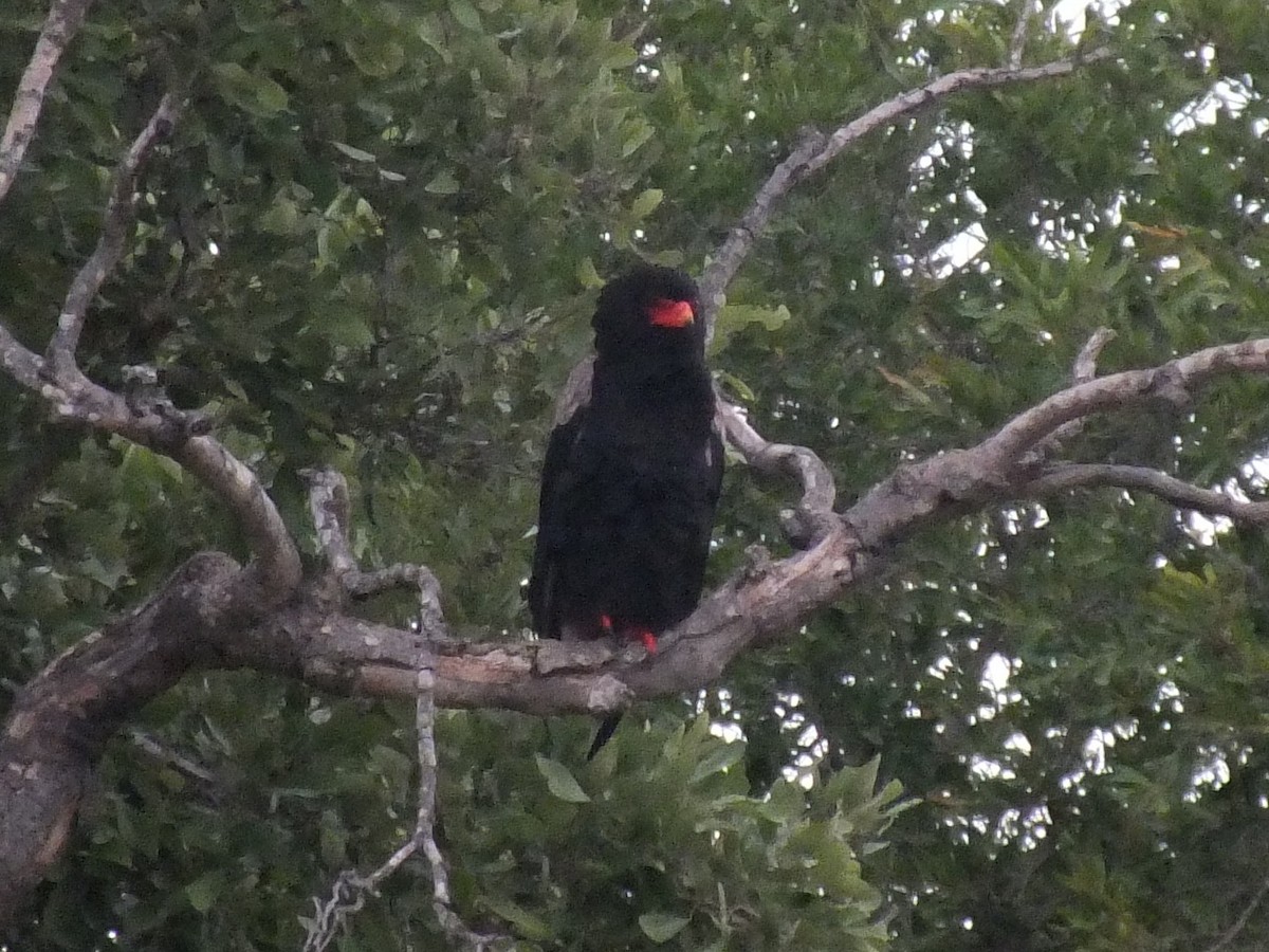 Bateleur - ML641005173