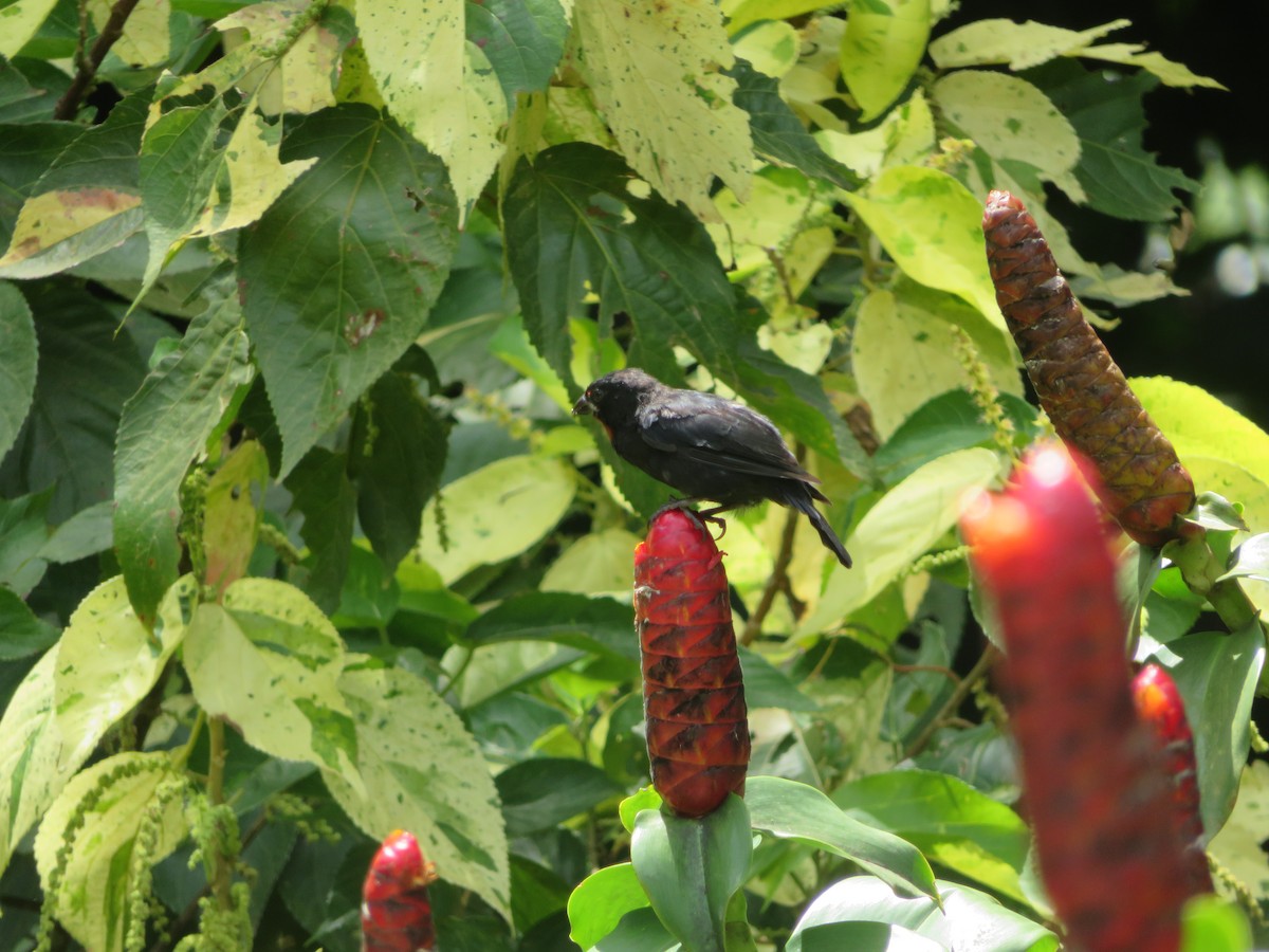 Lesser Antillean Bullfinch - ML641005175
