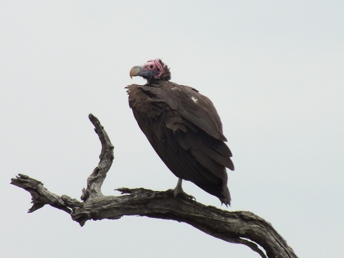 Lappet-faced Vulture - ML641005178