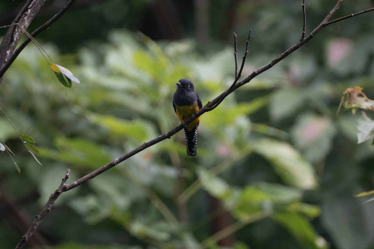 Gartered Trogon - ML641005180