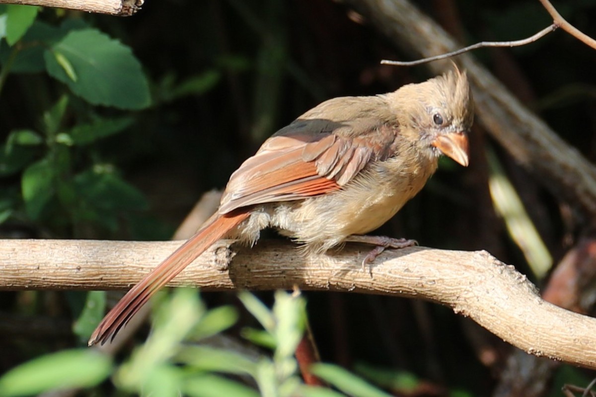 Cardinal rouge - ML641005183