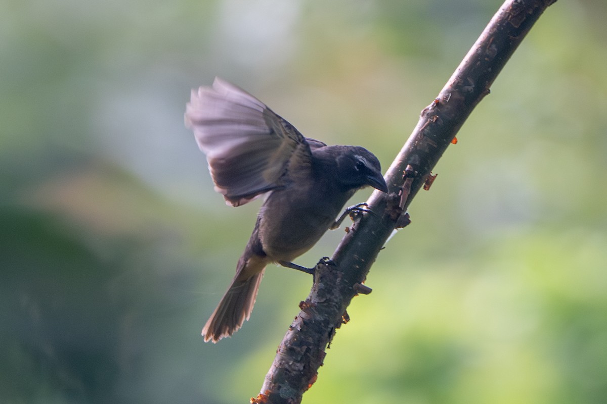Cinnamon-bellied Saltator - ML641005237