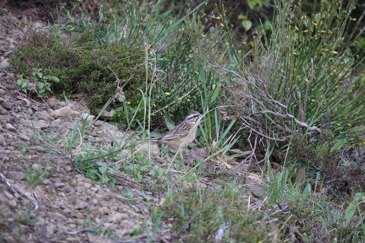 Rock Bunting - ML641005252