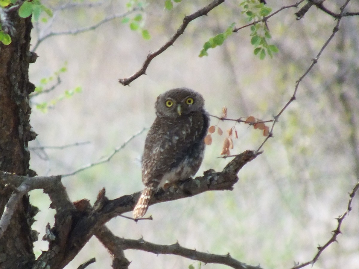 Pearl-spotted Owlet - ML641005313