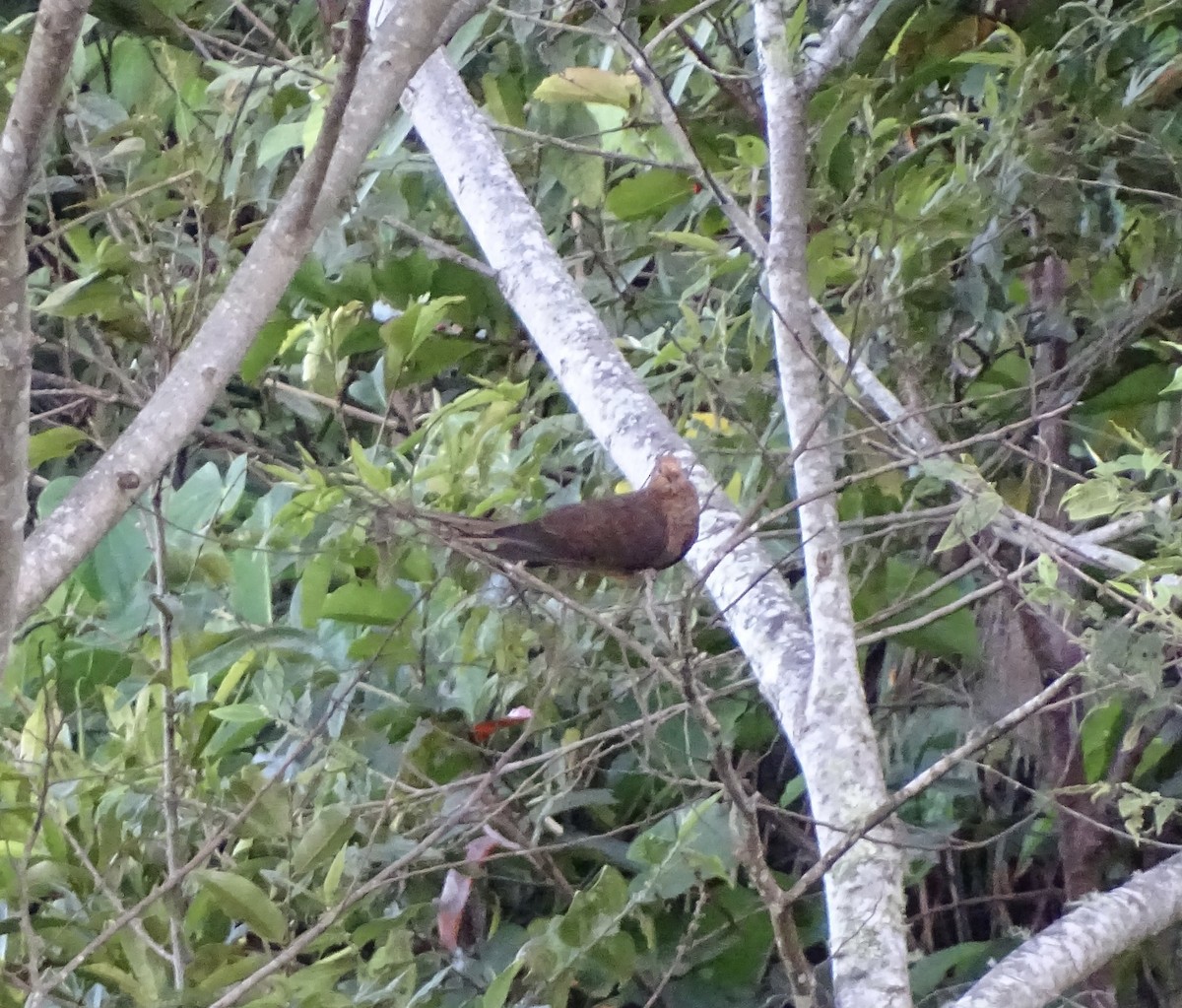 Amboyna Cuckoo-Dove - ML641005338