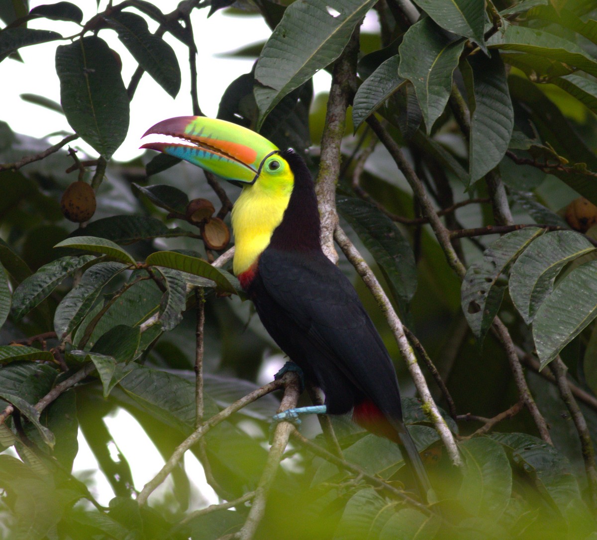 Keel-billed Toucan - ML641005366
