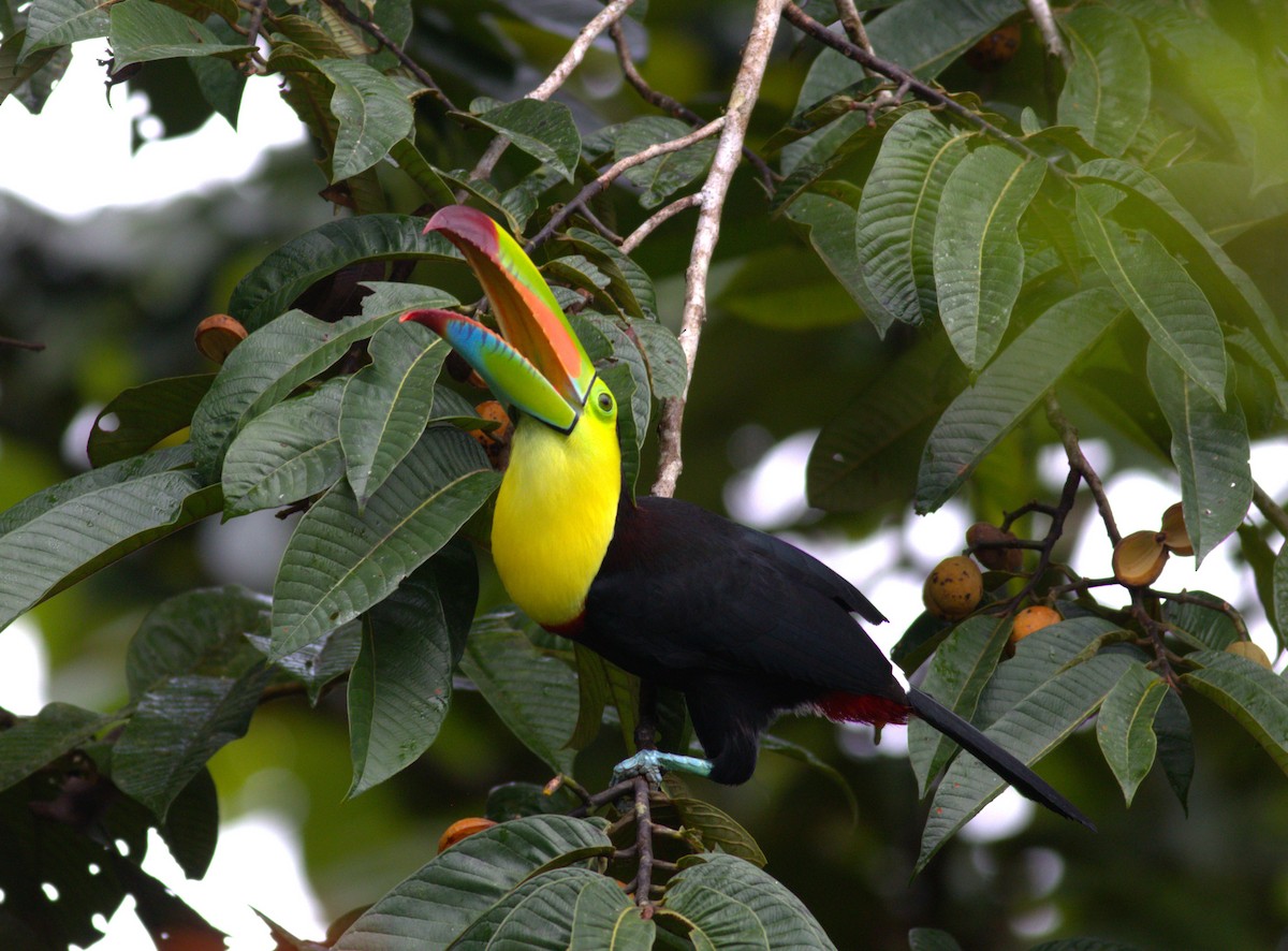 Keel-billed Toucan - ML641005367