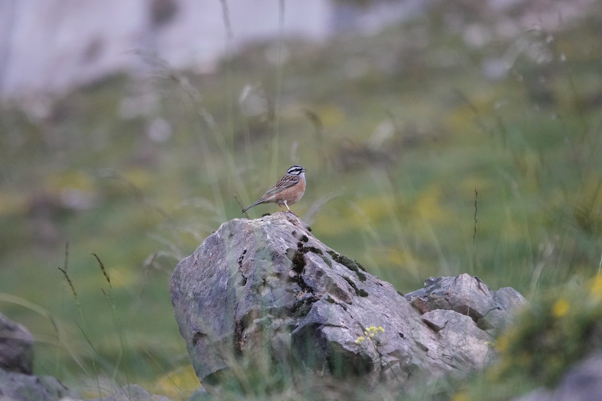 Rock Bunting - ML641005414