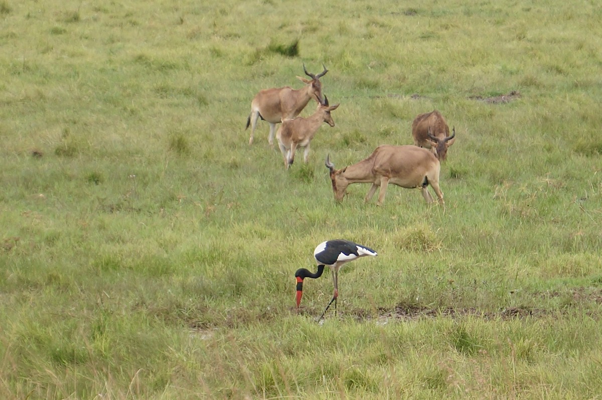Saddle-billed Stork - ML641005418