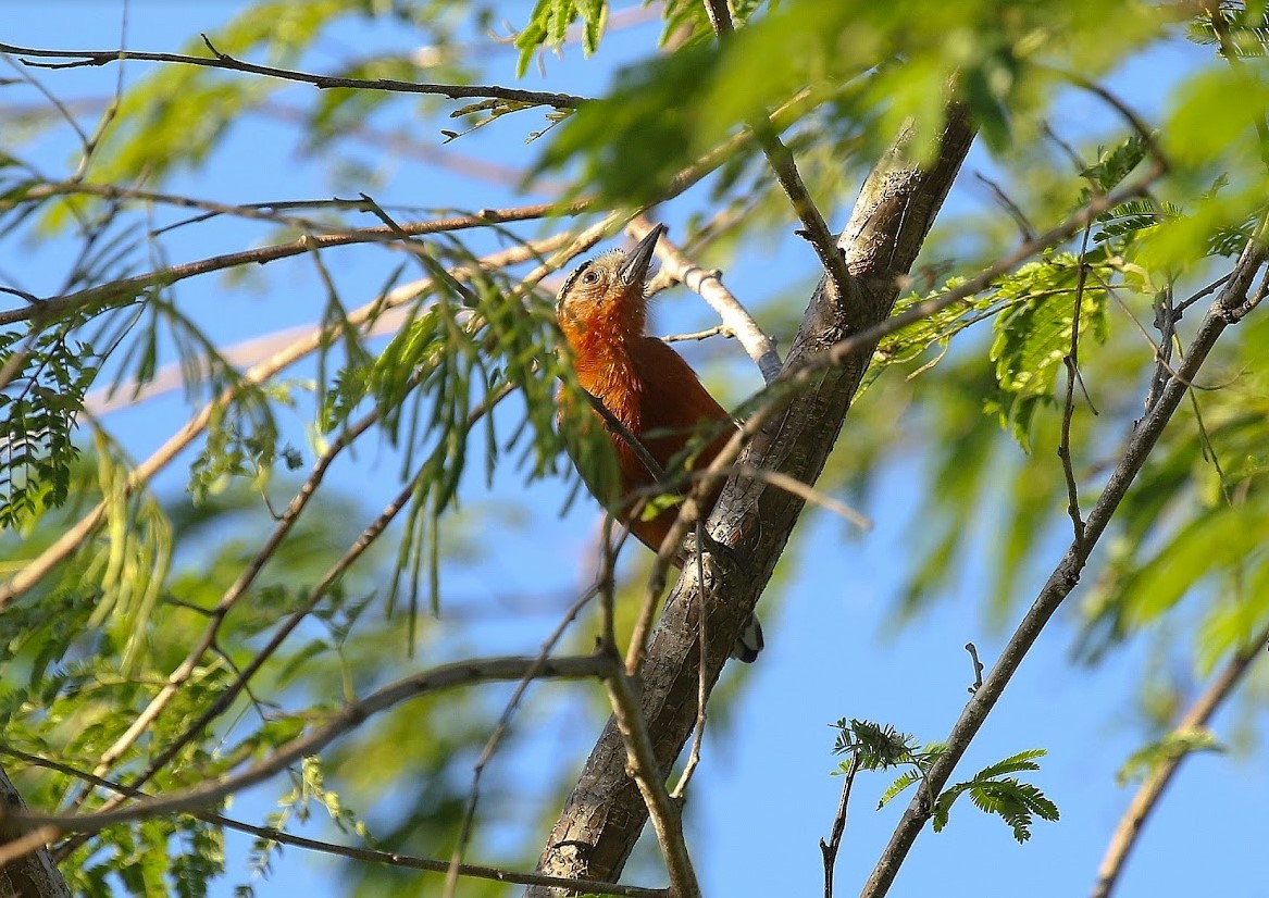 Chestnut Piculet - ML641005428
