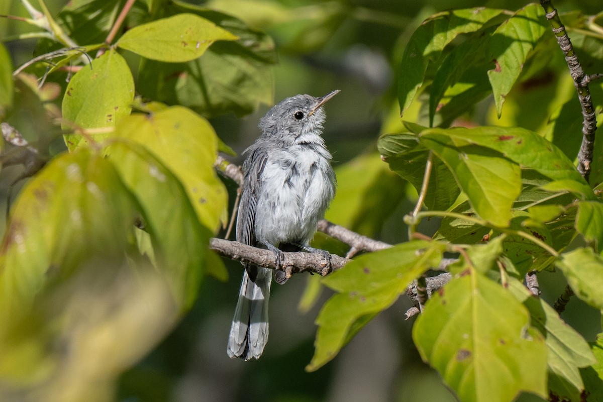 Blue-gray Gnatcatcher - ML641005433