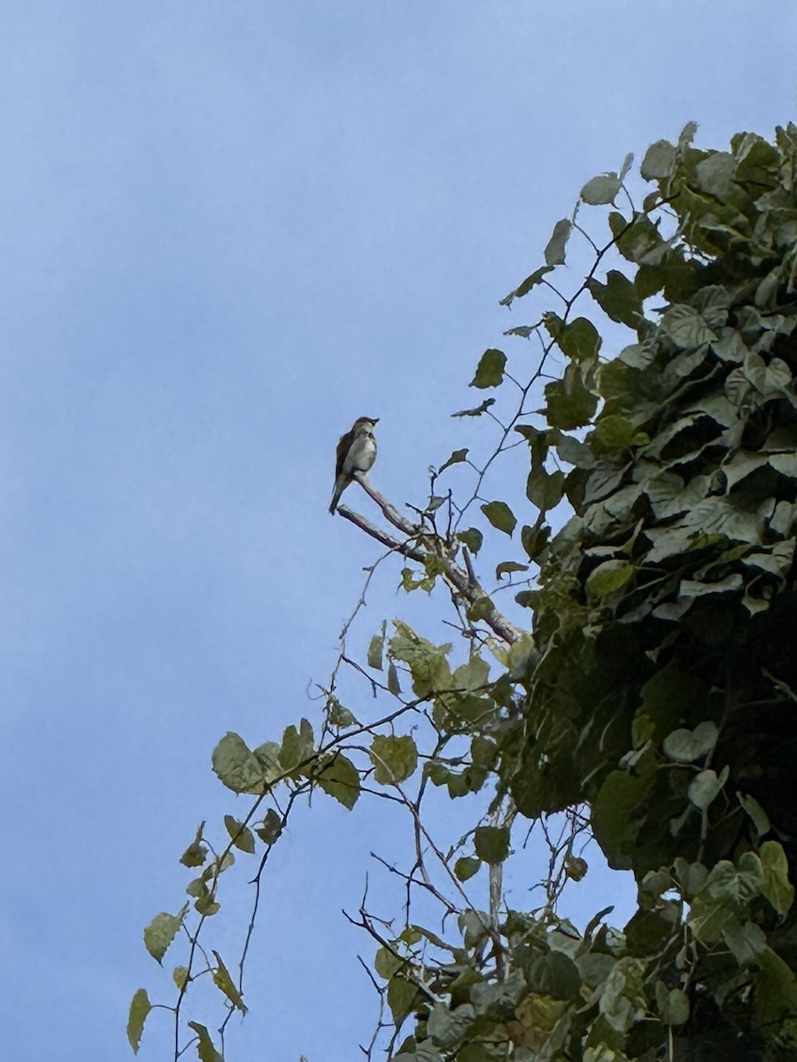 Olive-sided Flycatcher - ML641005435