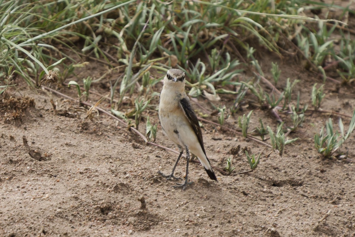 Northern Wheatear - ML641005446