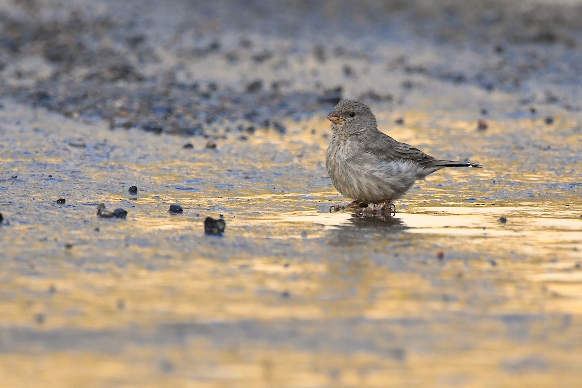 Arabian Serin - ML641005449