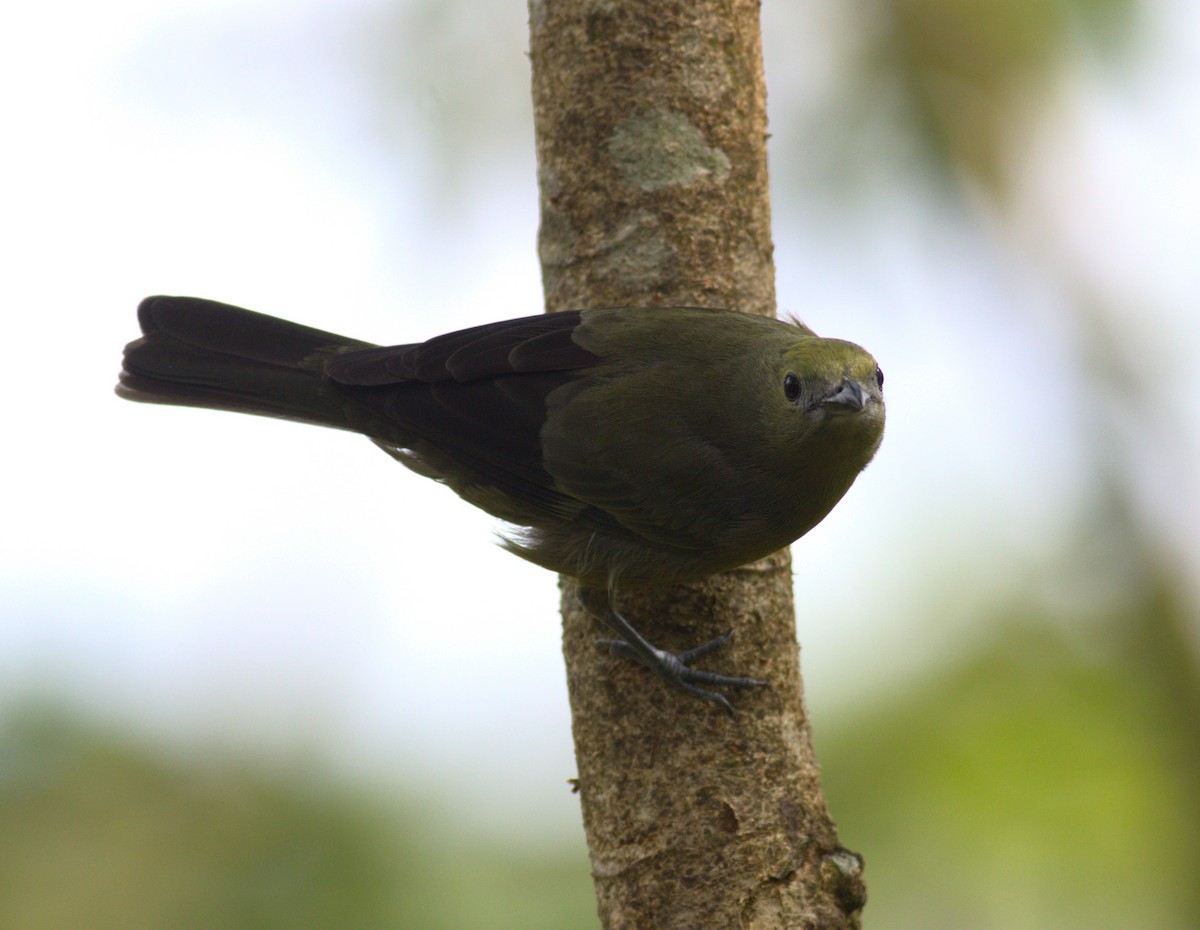 Palm Tanager - ML641005469