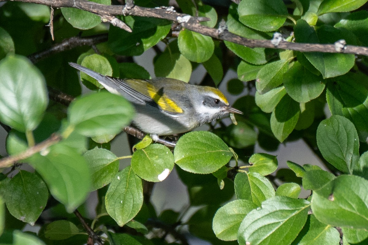 Golden-winged Warbler - ML641005470