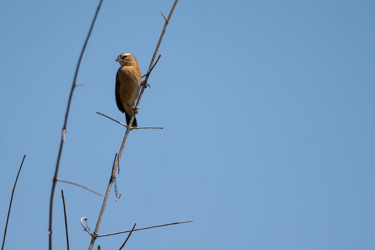 Black Bishop - ML641005482