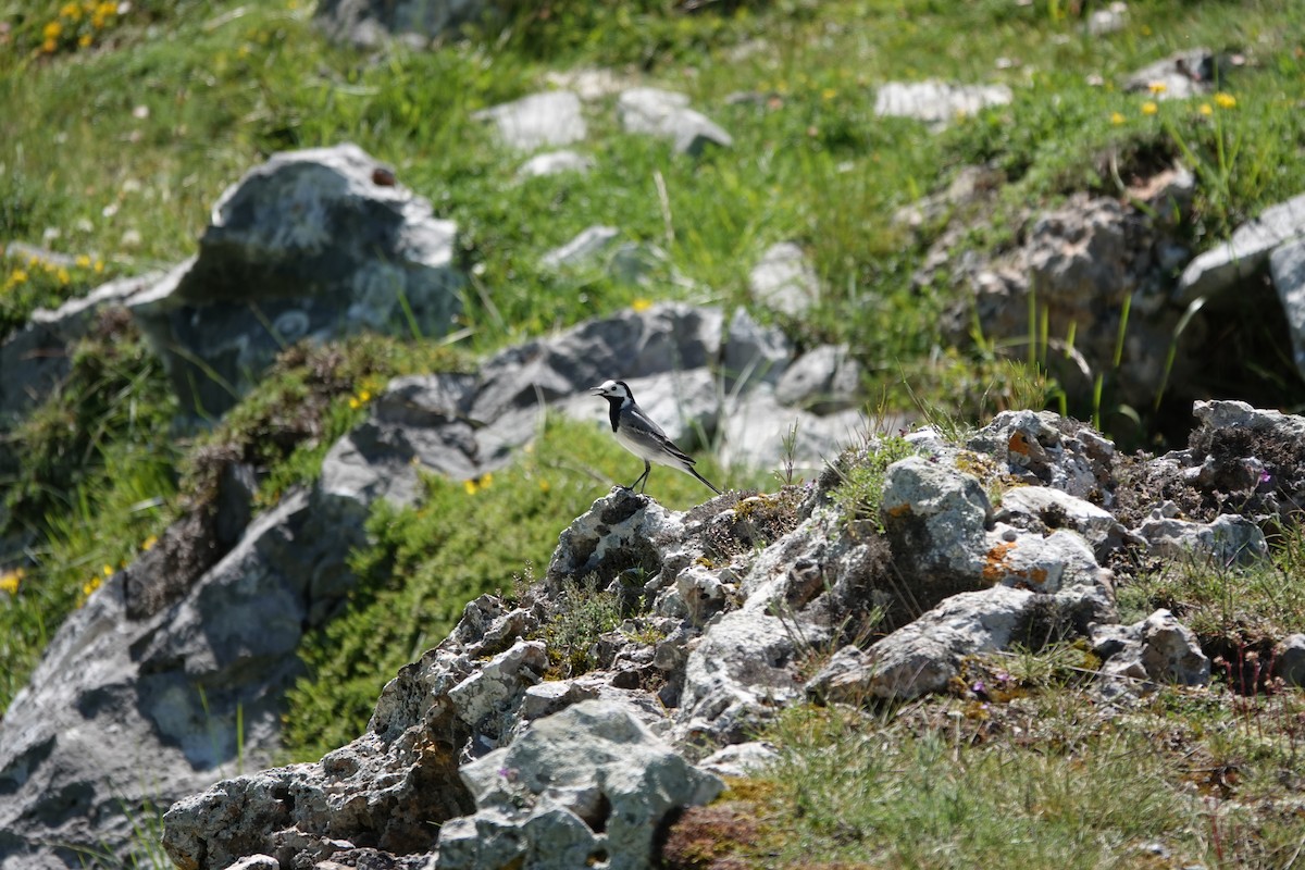 White Wagtail - ML641005527