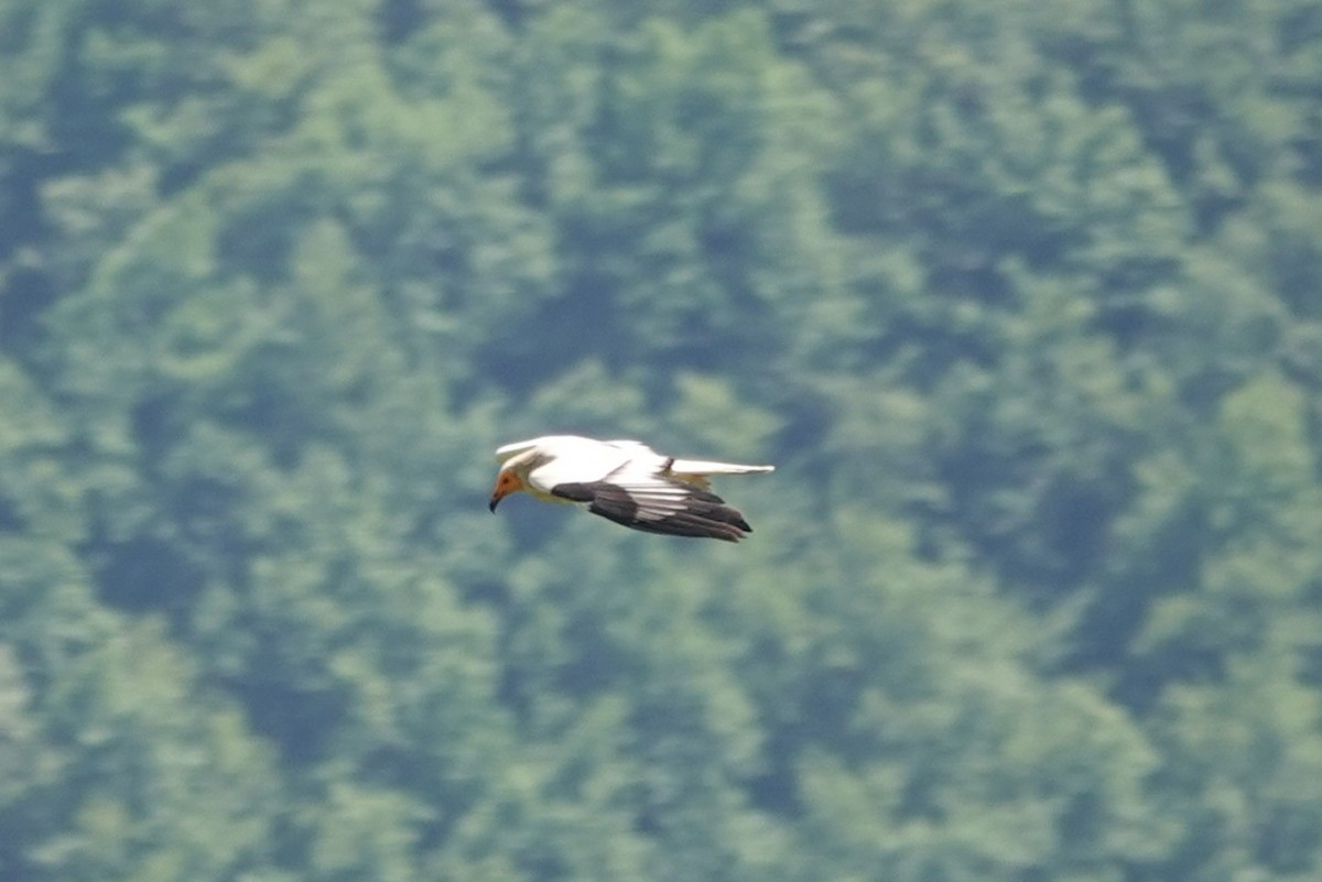 Egyptian Vulture - ML641005534