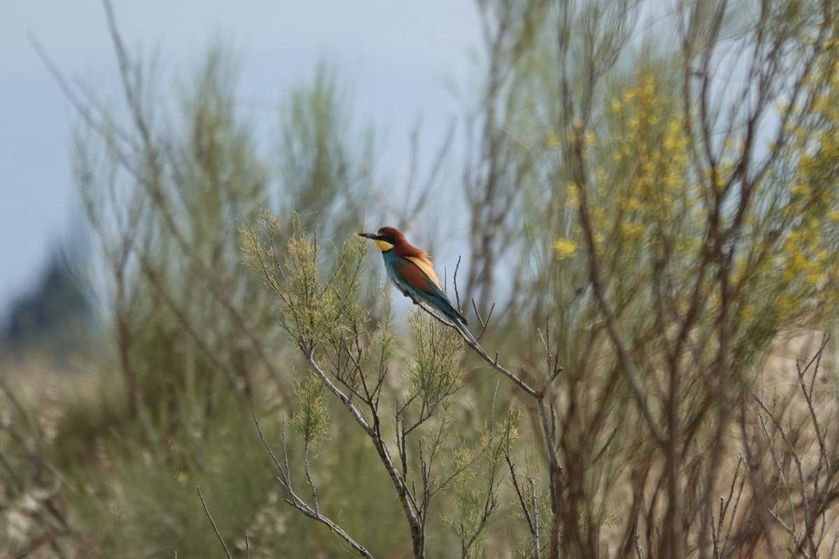 European Bee-eater - ML641005559
