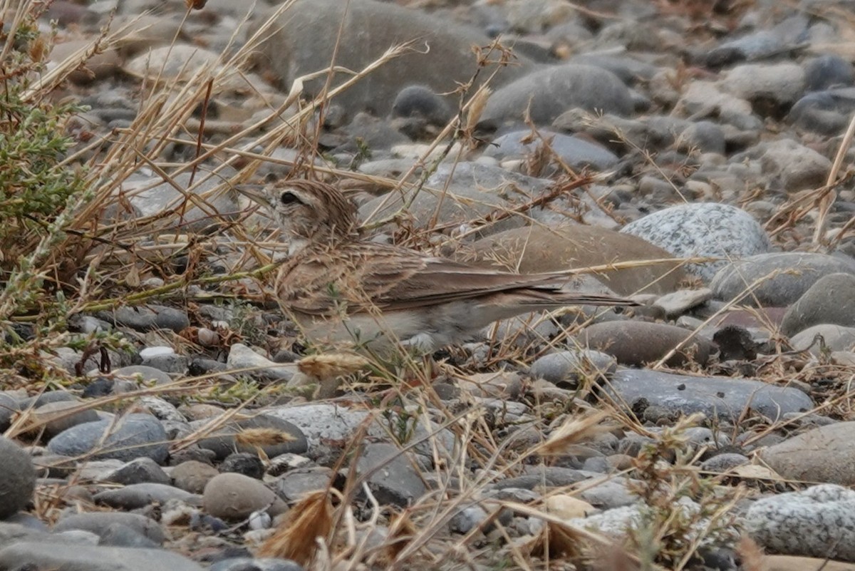 Greater Short-toed Lark - ML641005566