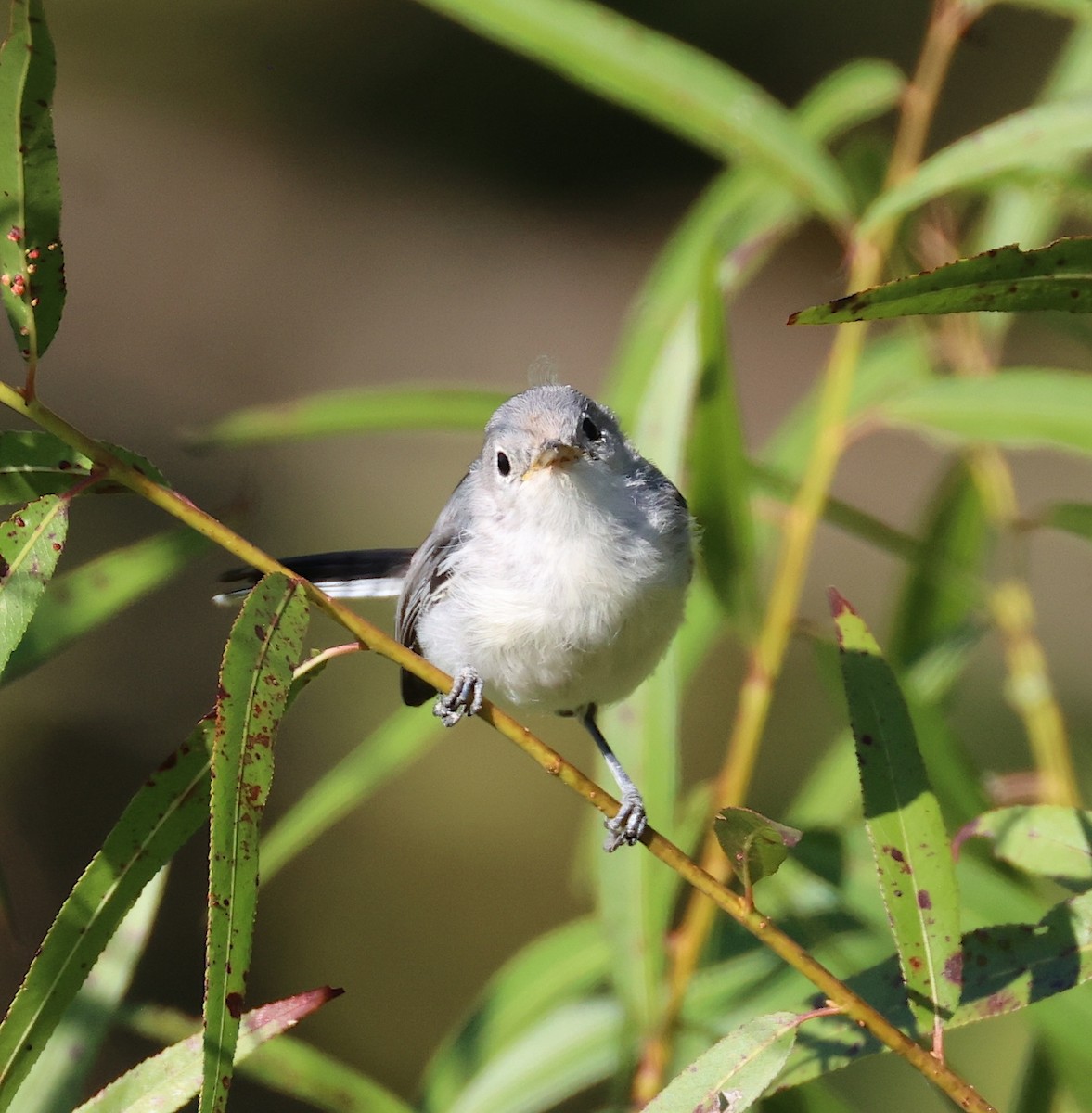 Blue-gray Gnatcatcher - ML641005572