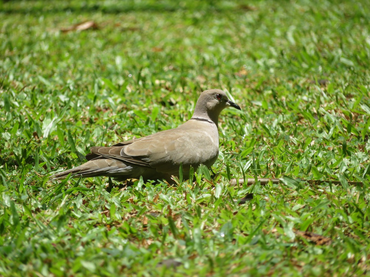 Eurasian Collared-Dove - ML641005581
