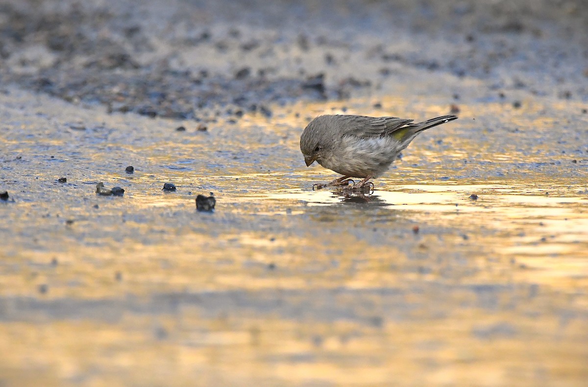 Arabian Serin - ML641005597