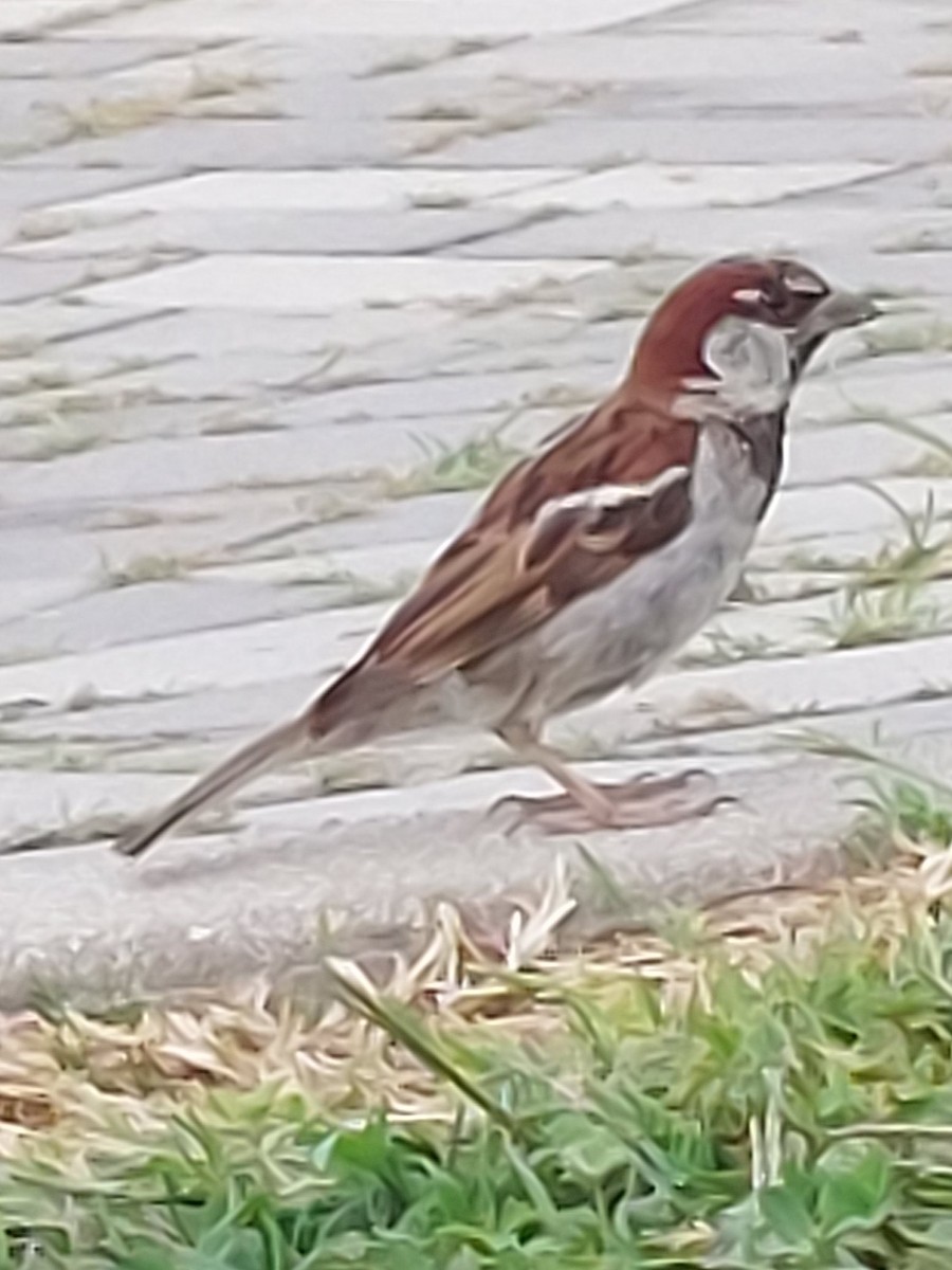 Italian Sparrow - ML641005604