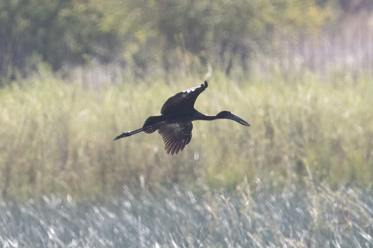 African Openbill - ML641005620