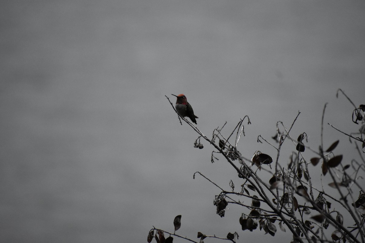 Anna's Hummingbird - ML641005628