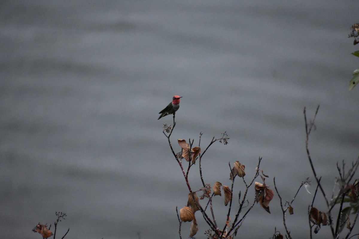 Anna's Hummingbird - ML641005629