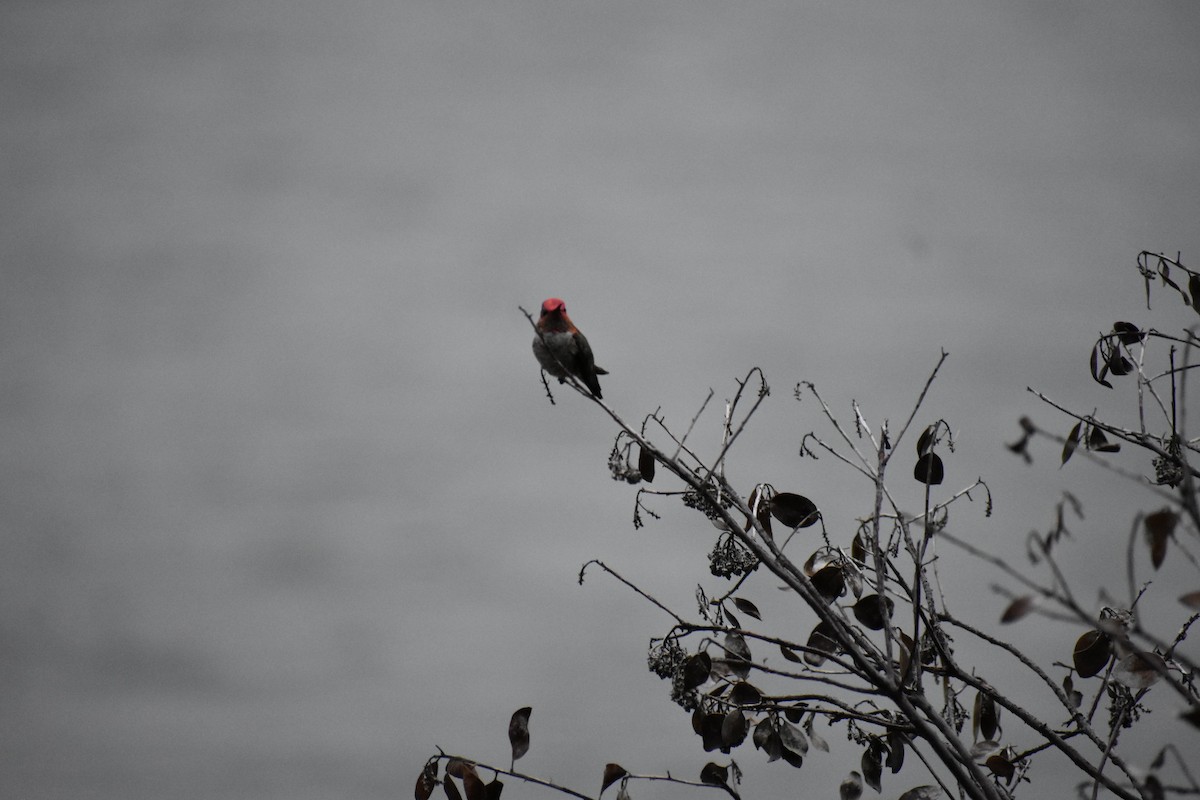 Anna's Hummingbird - ML641005630