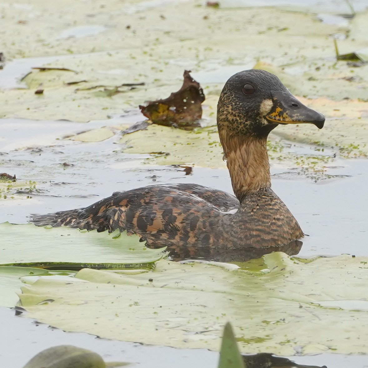 White-backed Duck - ML641005632
