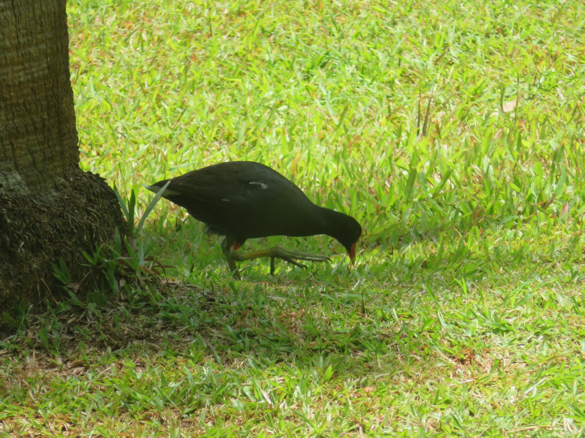 Common Gallinule - ML641005649