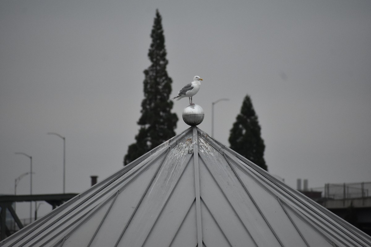 Glaucous-winged Gull - ML641005657