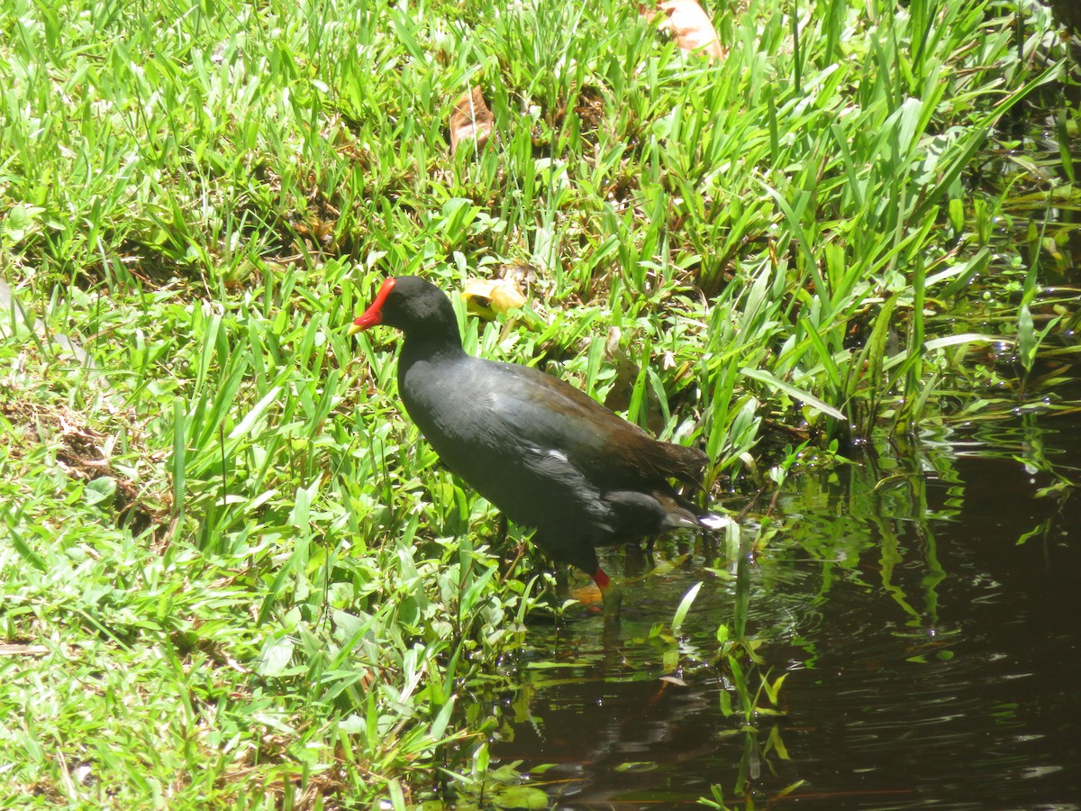 Common Gallinule - ML641005661