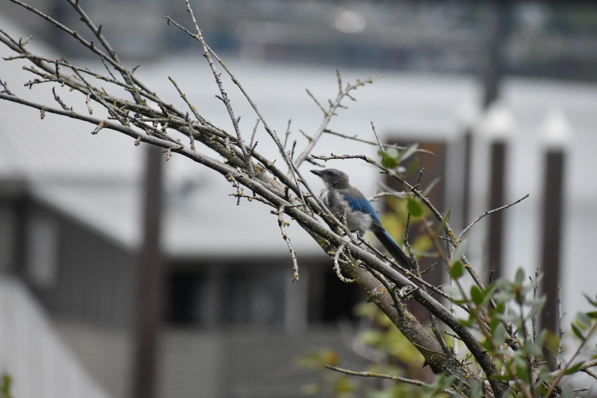 California Scrub-Jay - ML641005676