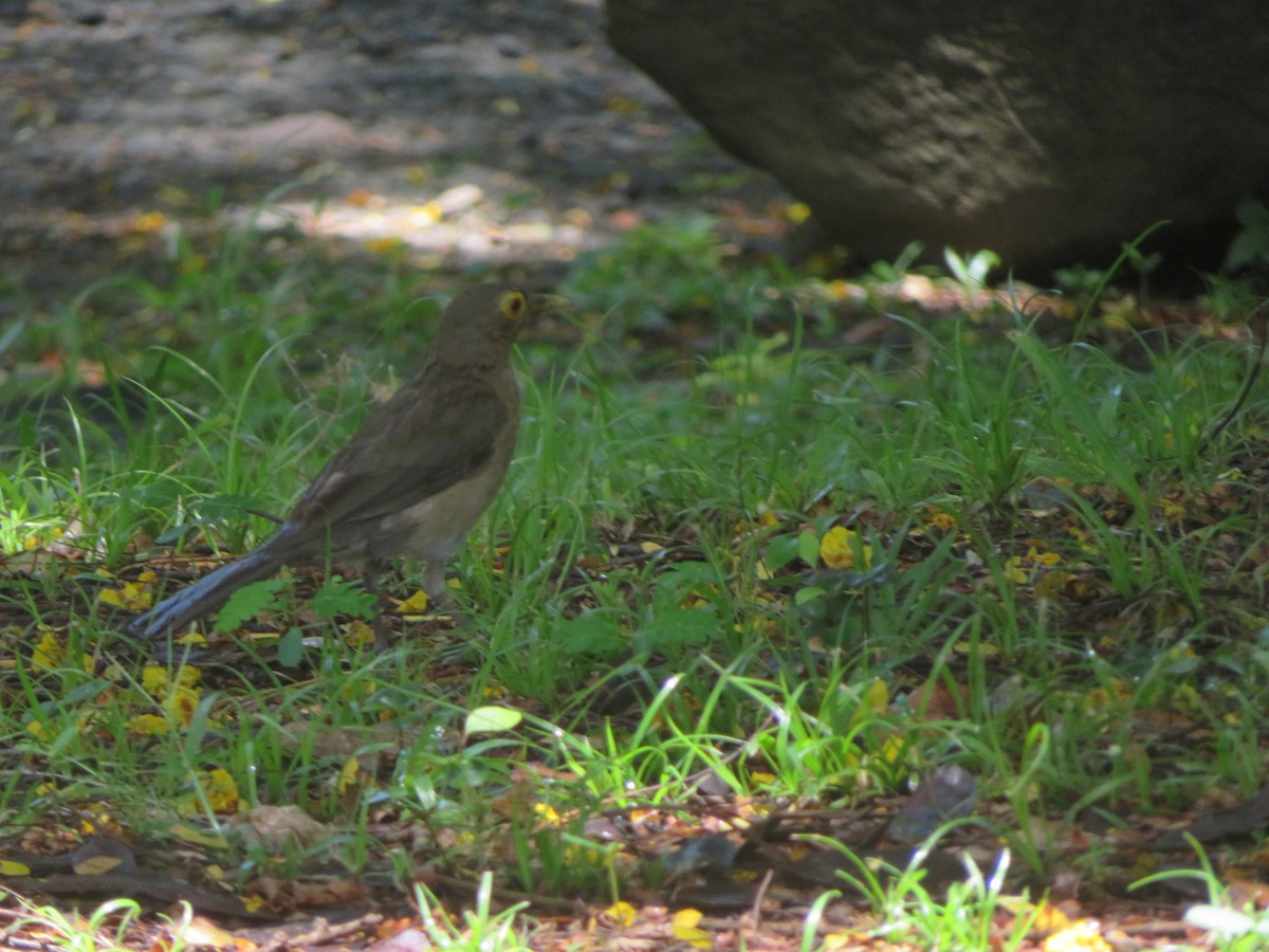 Spectacled Thrush - ML641005684