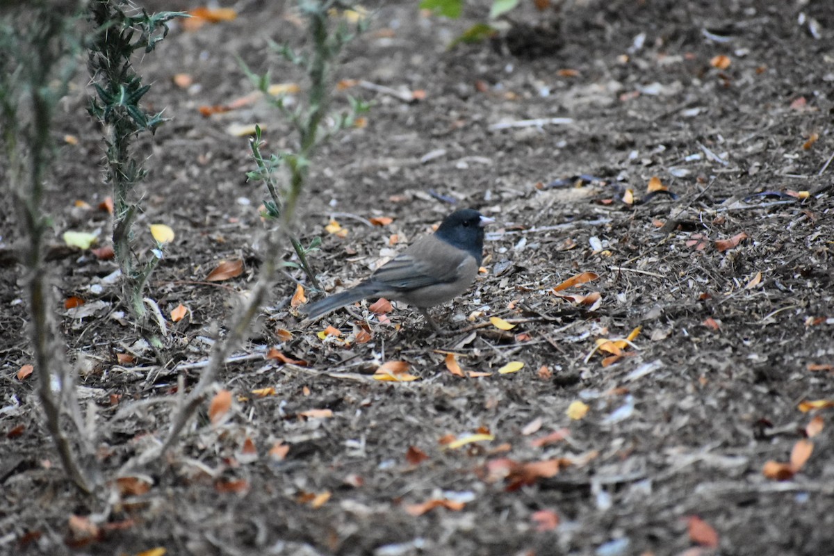 Dark-eyed Junco - ML641005693