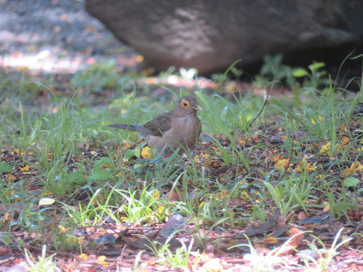 Spectacled Thrush - ML641005695
