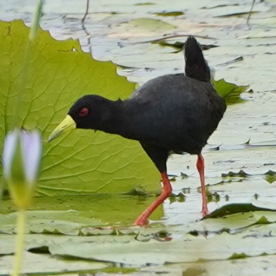 Black Crake - ML641005697