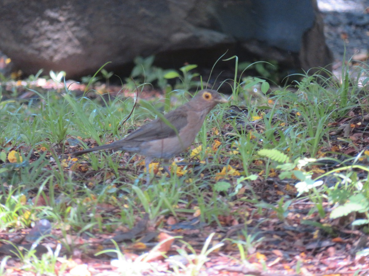 Spectacled Thrush - ML641005699