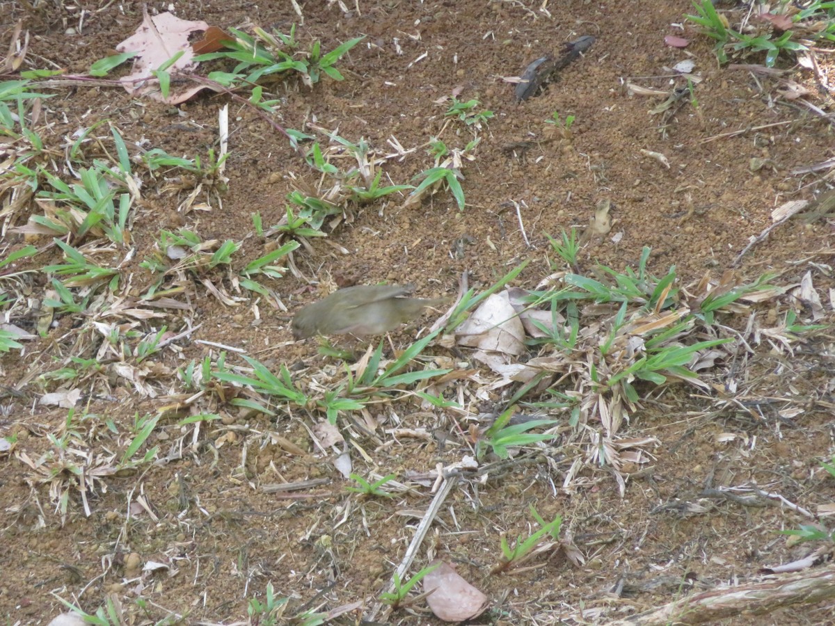 Black-faced Grassquit - ML641005710