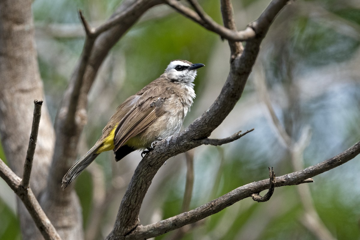 Yellow-vented Bulbul (Sunda) - ML641005717