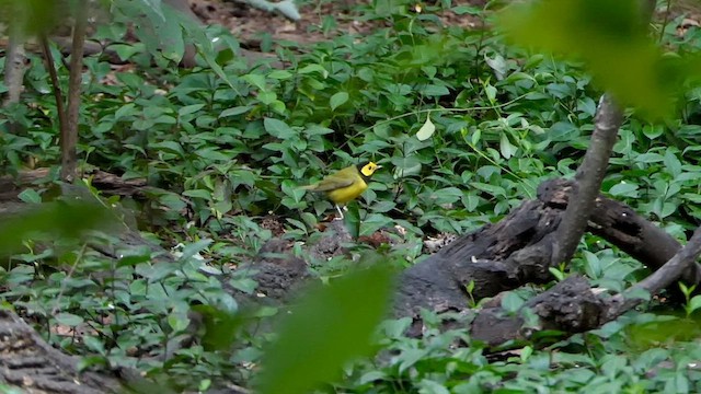 hetteparula - ML641005743