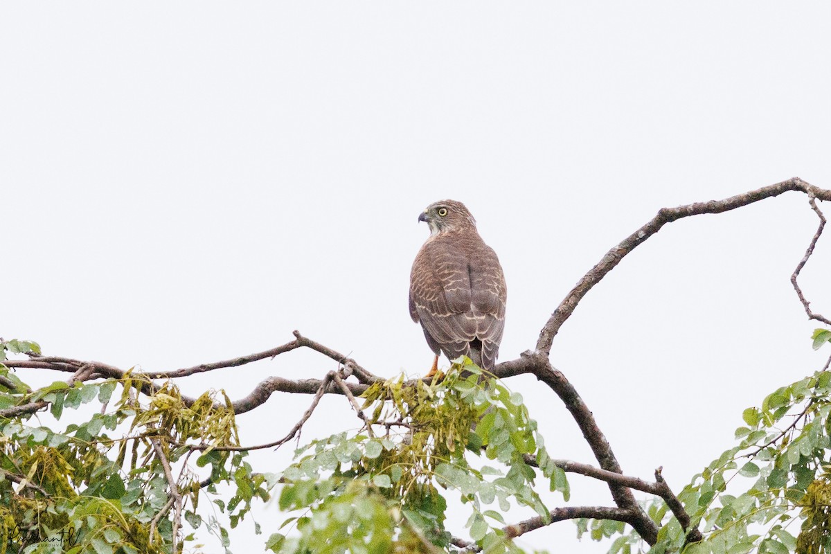 Shikra - ML641005758