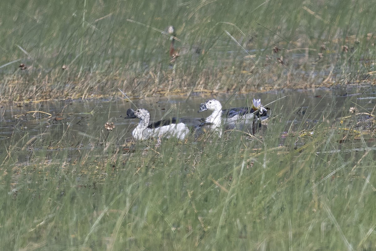 Knob-billed Duck - ML641005799